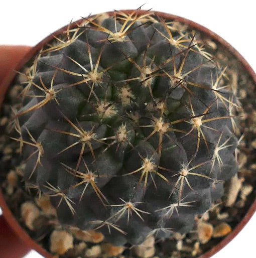 Copiapoa tenuissima SOUTH OF ANTOFAGASTA (CHILE) IIR