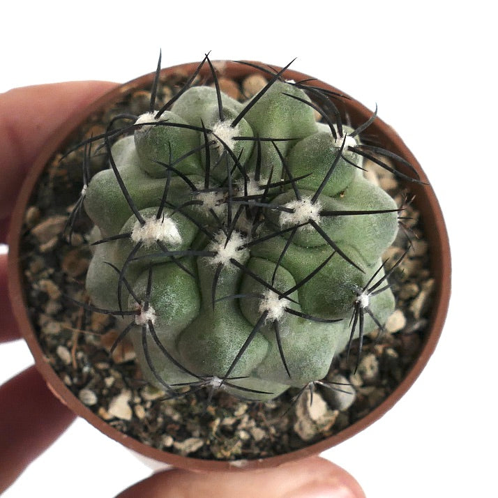 Copiapoa cinerea var. cinerea GREEN