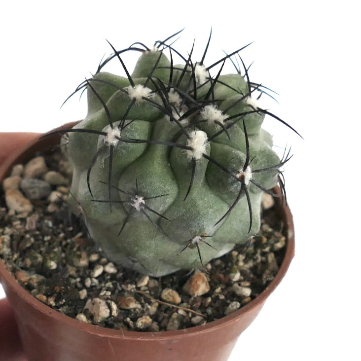 Copiapoa cinerea var. cinerea GREEN