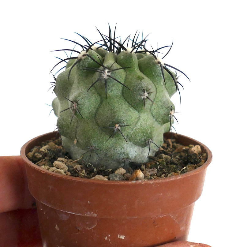 Copiapoa cinerea var. cinerea GREEN