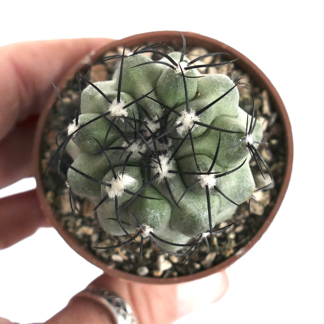 Copiapoa cinerea var. cinerea GREEN