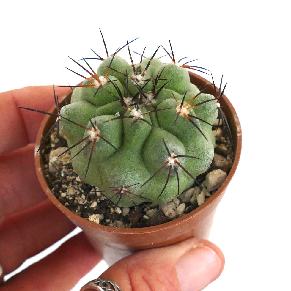 Copiapoa cinerea var. cinerea GREEN