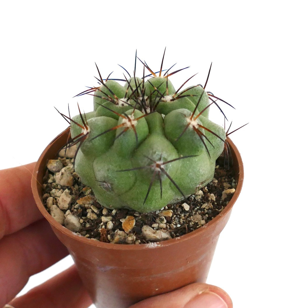 Copiapoa cinerea var. cinerea GREEN