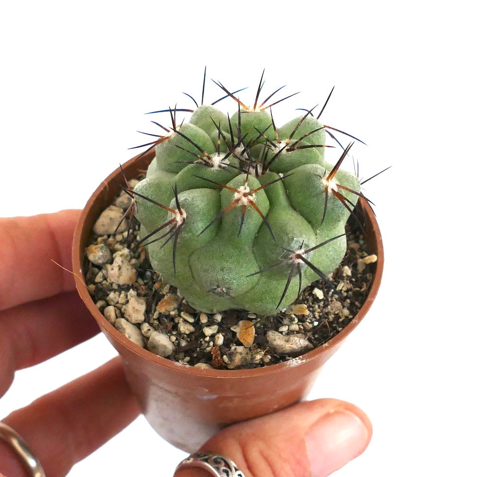 Copiapoa cinerea var. cinerea GREEN