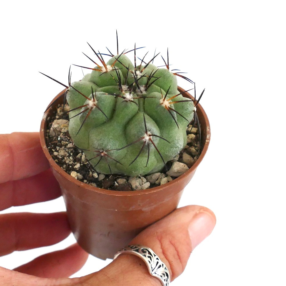 Copiapoa cinerea var. cinerea GREEN