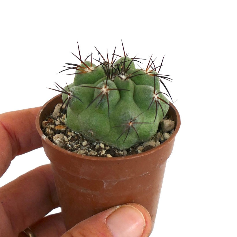 Copiapoa cinerea var. cinerea GREEN