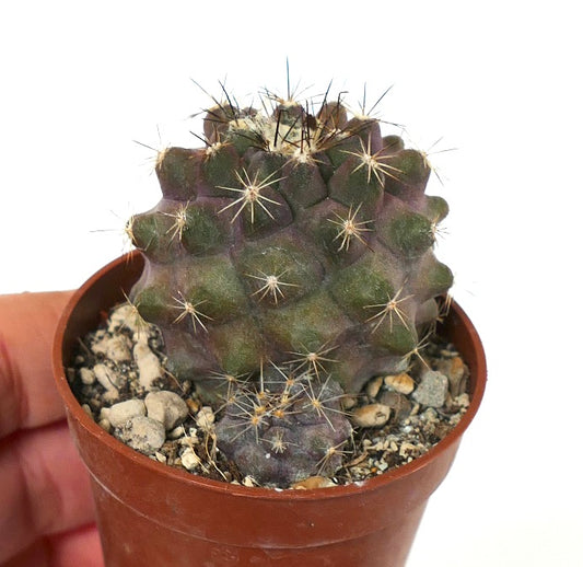 Copiapoa humilis I5