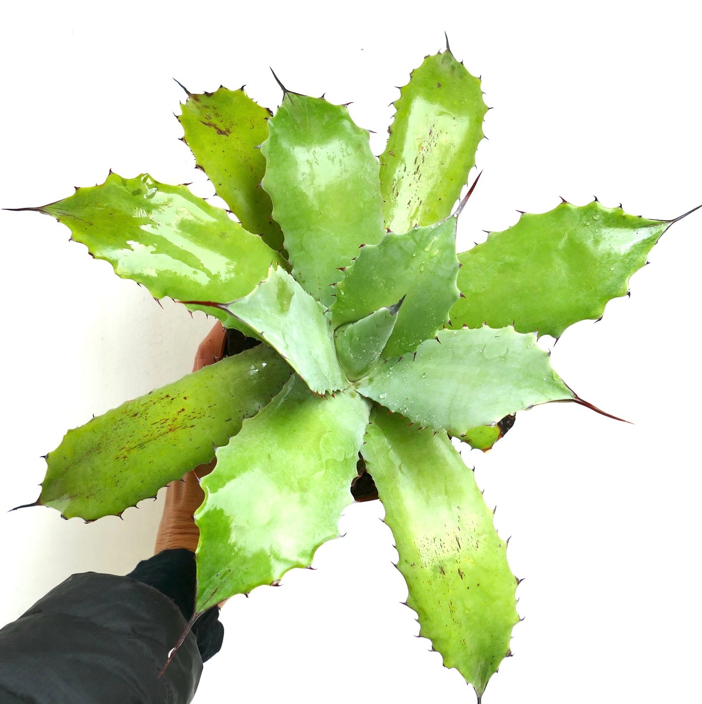 Agave cerulata X americana GREEN (Mr. Corsi HYBRID) 239JP