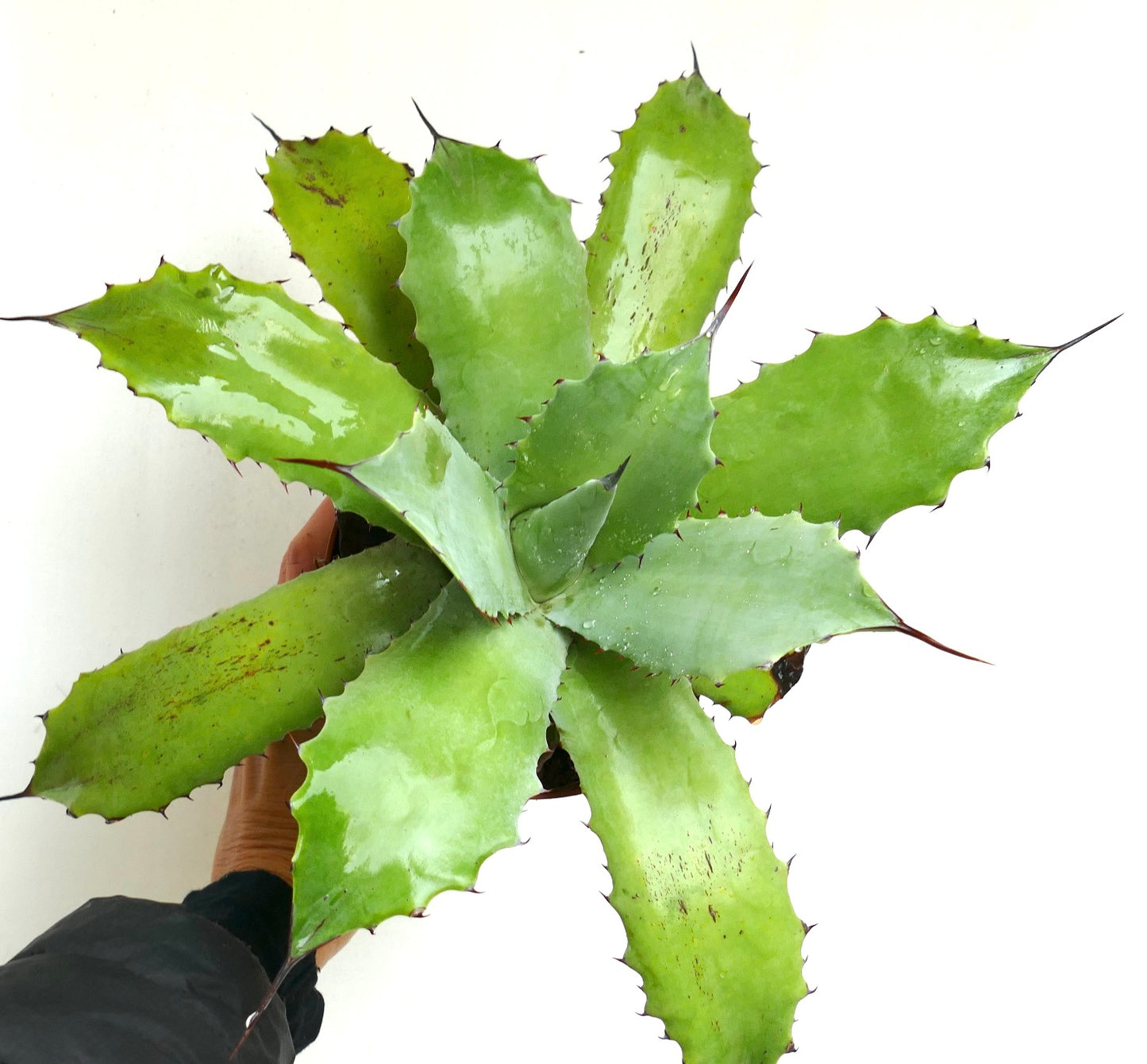 Agave cerulata X americana GREEN (Mr. Corsi HYBRID) 239JP