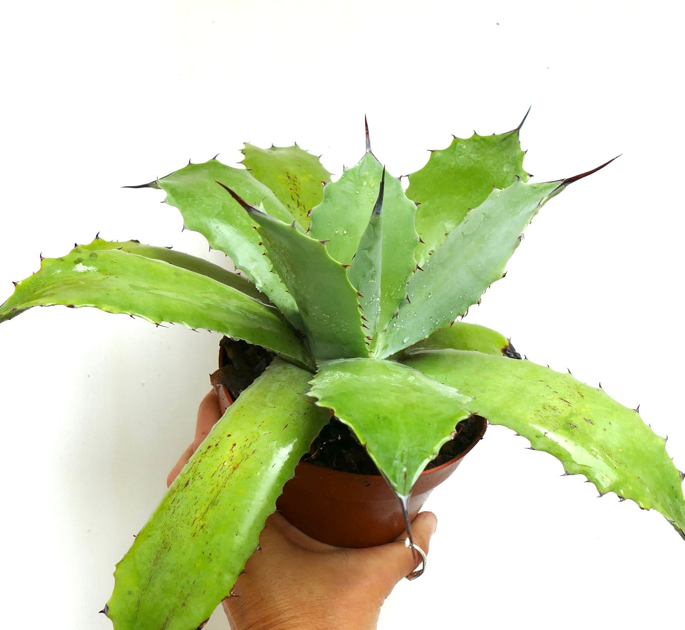 Agave cerulata X americana GREEN (Mr. Corsi HYBRID) 239JP