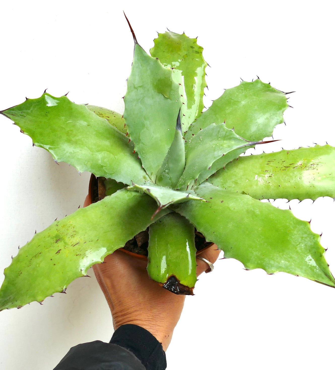 Agave cerulata X americana GREEN (Mr. Corsi HYBRID) 239JP