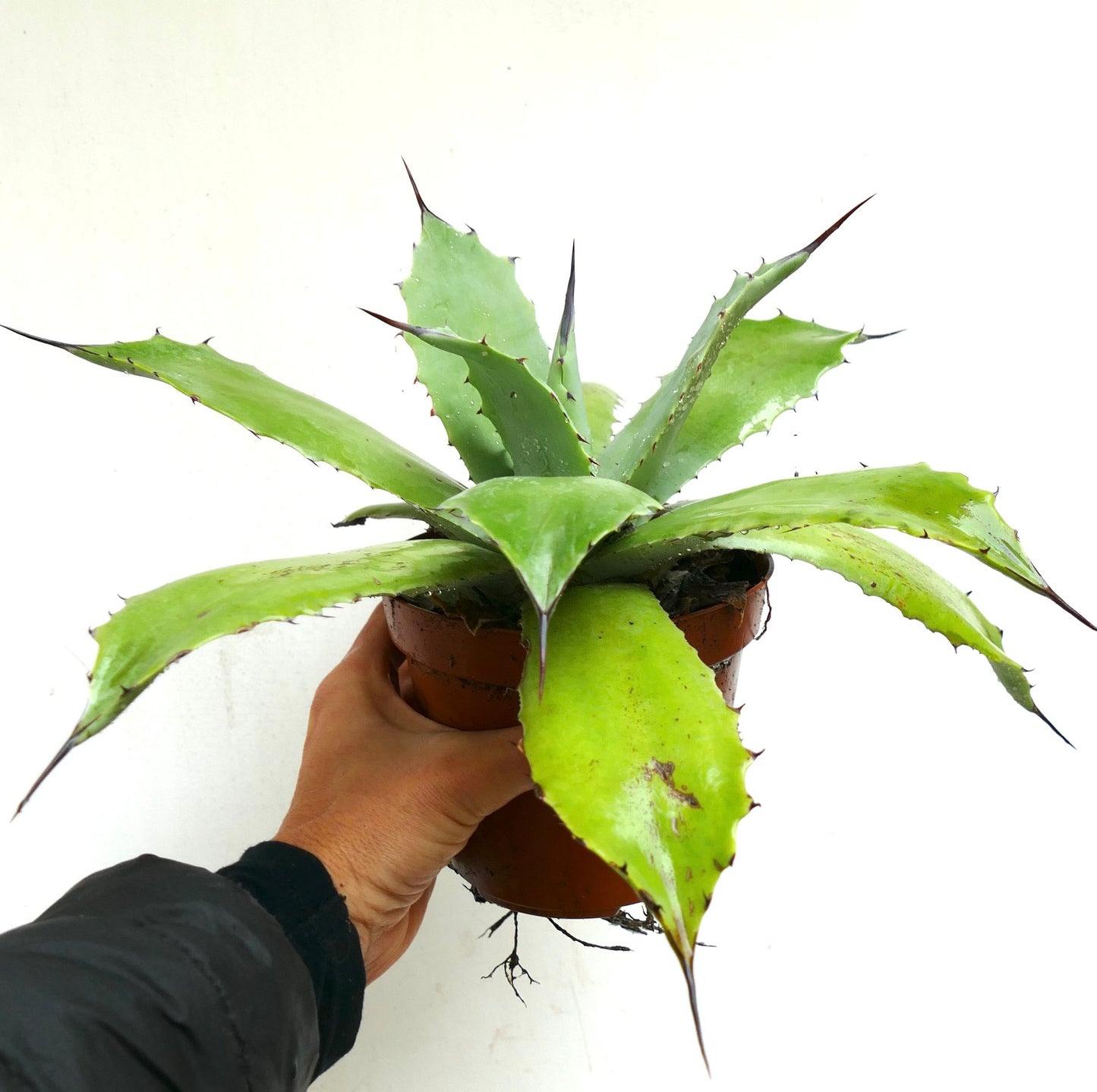 Agave cerulata X americana GREEN (Mr. Corsi HYBRID) 239JP