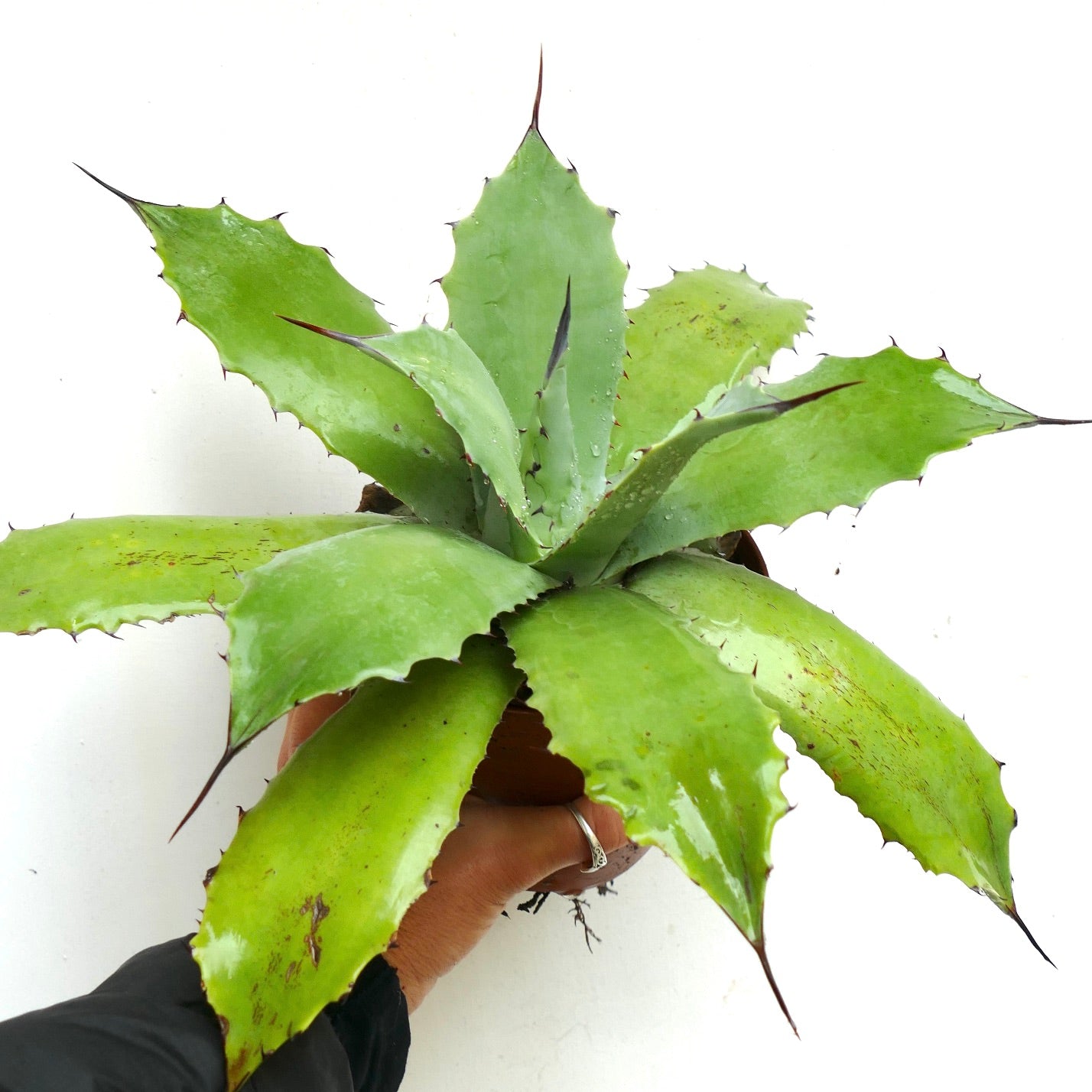 Agave cerulata X americana GREEN (Mr. Corsi HYBRID) 239JP