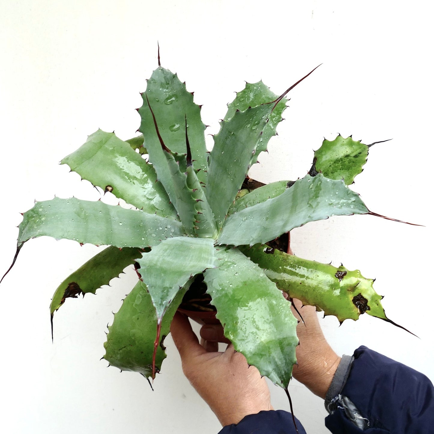 Agave cerulata X Agave parryi X Agave eborispina (Mr. Corsi HYBRID) 184M