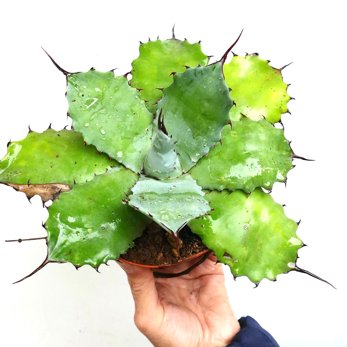 Agave parryi X Agave potatorum (Mr. Corsi HYBRID)