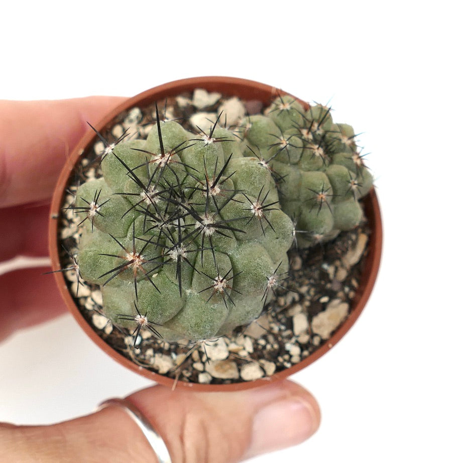 Copiapoa cinerea var. cinerea (2 PLANTS)