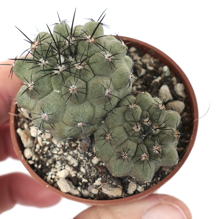 Copiapoa cinerea var. cinerea (2 PLANTS)