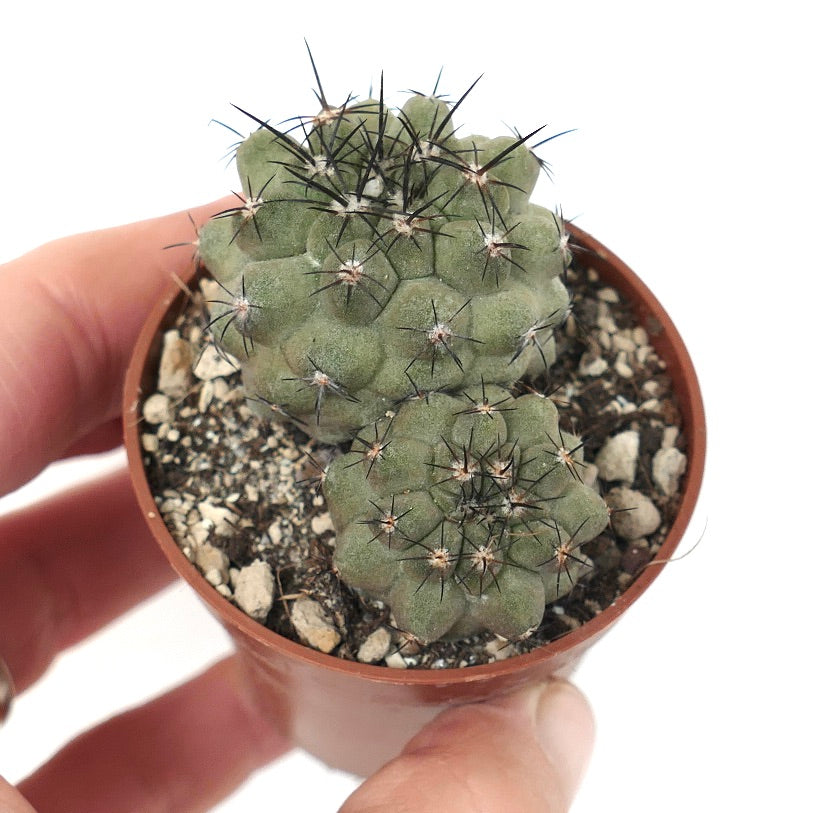 Copiapoa cinerea var. cinerea (2 PLANTS)