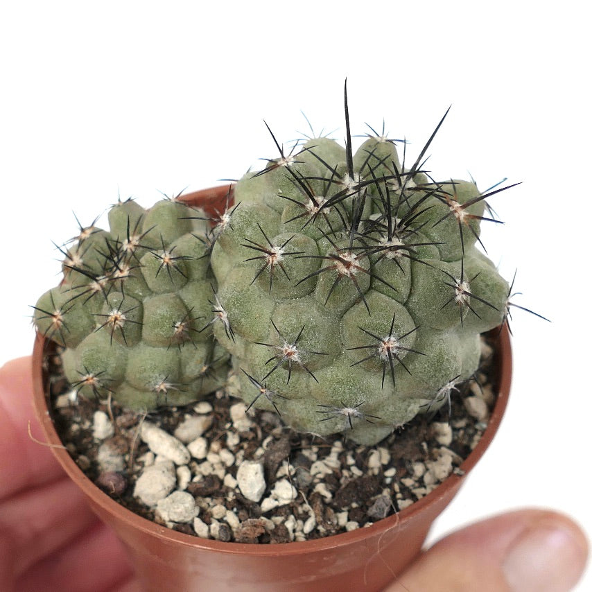 Copiapoa cinerea var. cinerea (2 Piante)