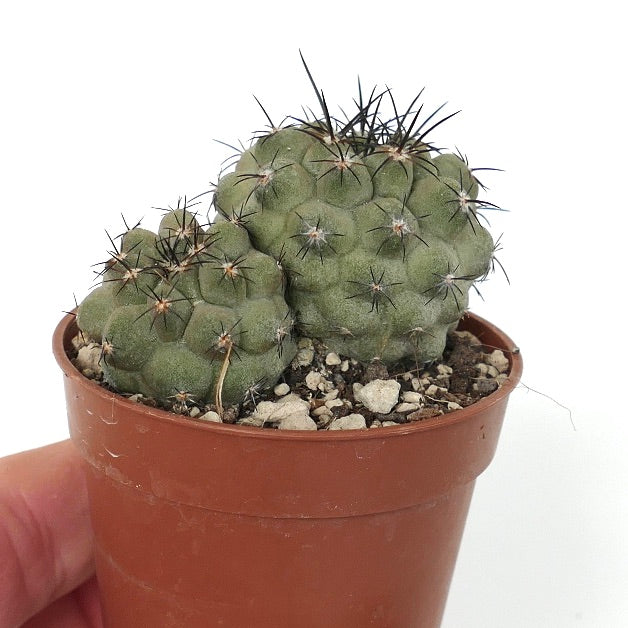 Copiapoa cinerea var. cinerea (2 PLANTS)