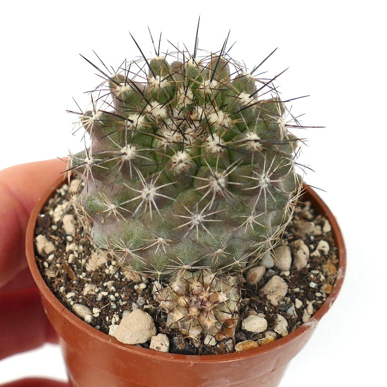 Copiapoa variispinata (Quebrada Izcuna) AX5