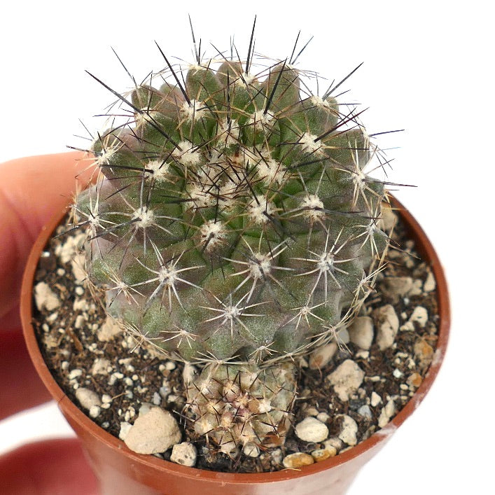 Copiapoa variispinata (Quebrada Izcuna) AX5