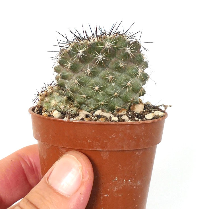 Copiapoa variispinata (Quebrada Izcuna) AX5