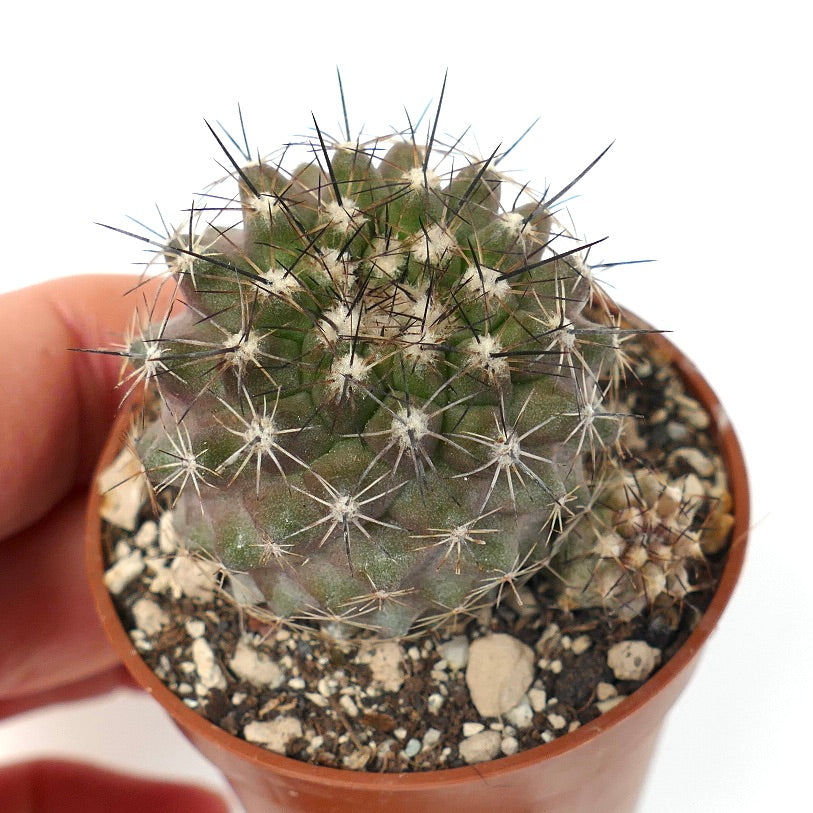 Copiapoa variispinata (Quebrada Izcuna) AX5