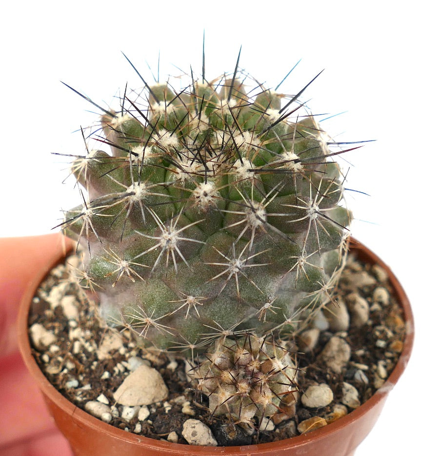 Copiapoa variispinata (Quebrada Izcuna) AX5