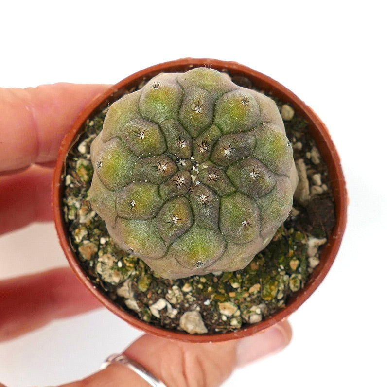 Copiapoa hypogaea NUDA BROWN