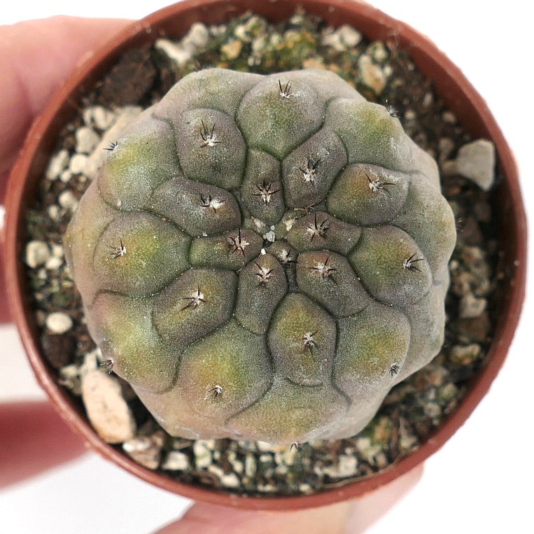 Copiapoa hypogaea NUDA BROWN