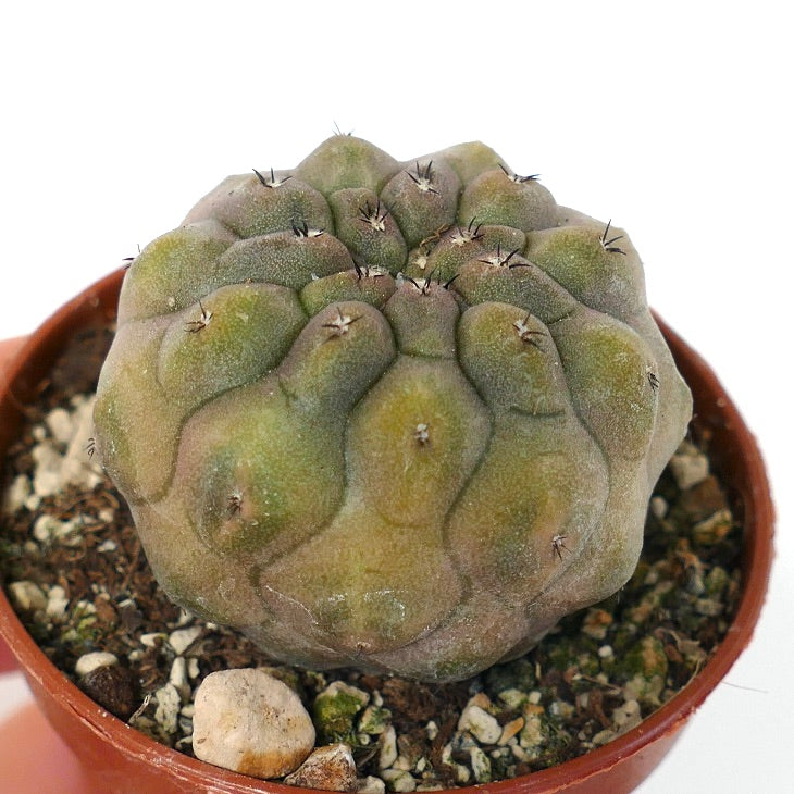 Copiapoa hypogaea NUDA BROWN