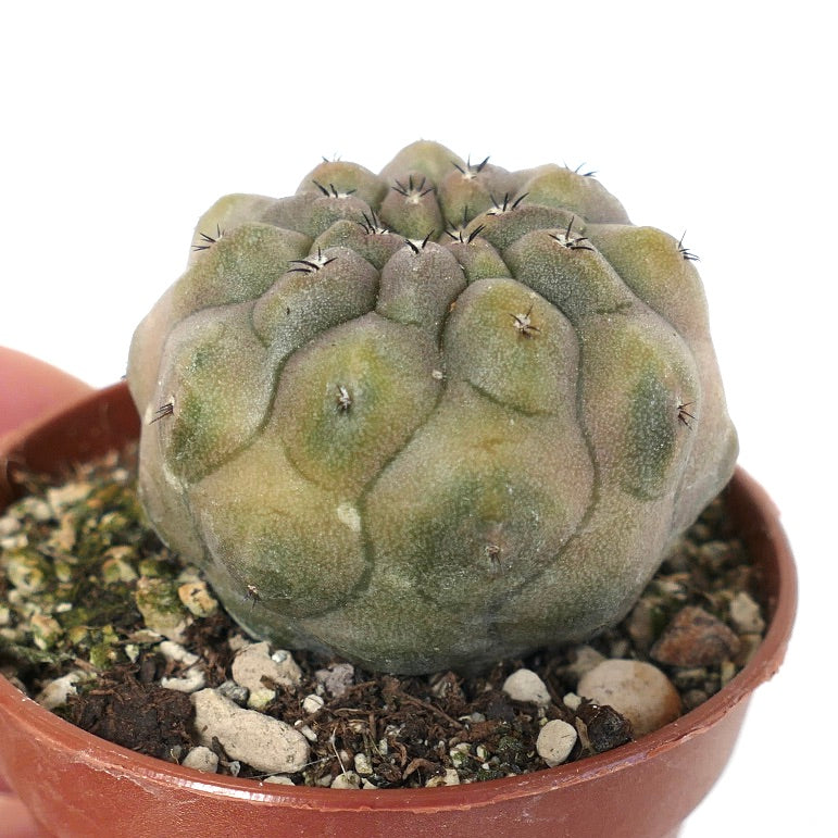 Copiapoa hypogaea NUDA BROWN