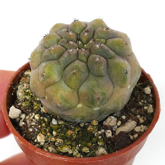 Copiapoa hypogaea NUDA BROWN