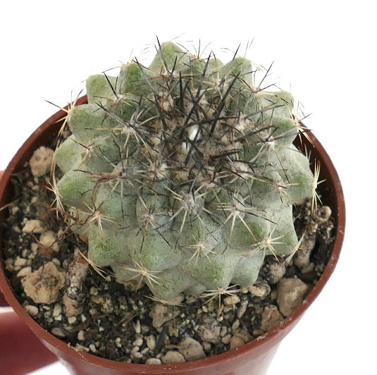 Copiapoa variispinata (Quebrada Izcuna) x Copiapoa cinerea (TALTAL)