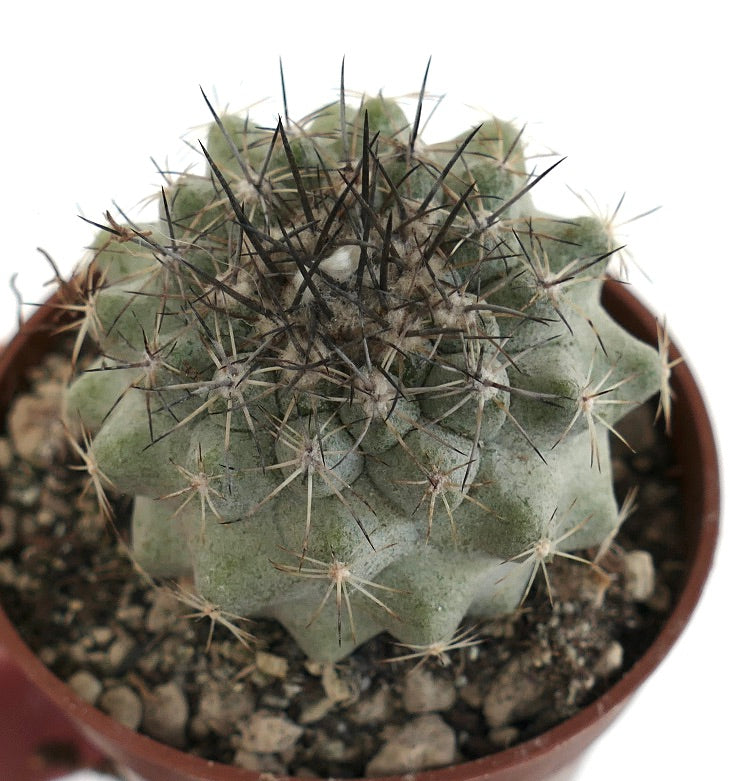 Copiapoa variispinata (Quebrada Izcuna) x Copiapoa cinerea (TALTAL)