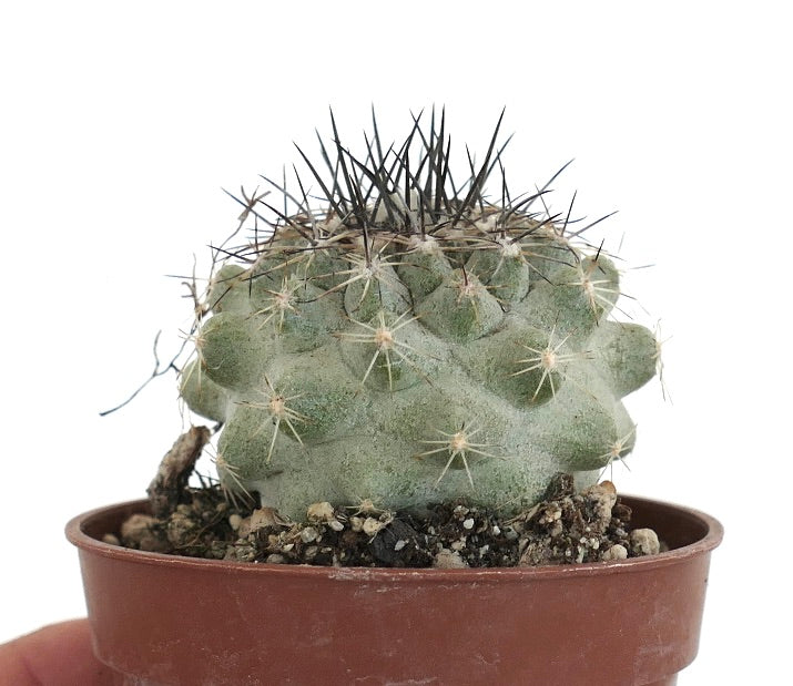 Copiapoa variispinata (Quebrada Izcuna) x Copiapoa cinerea (TALTAL)