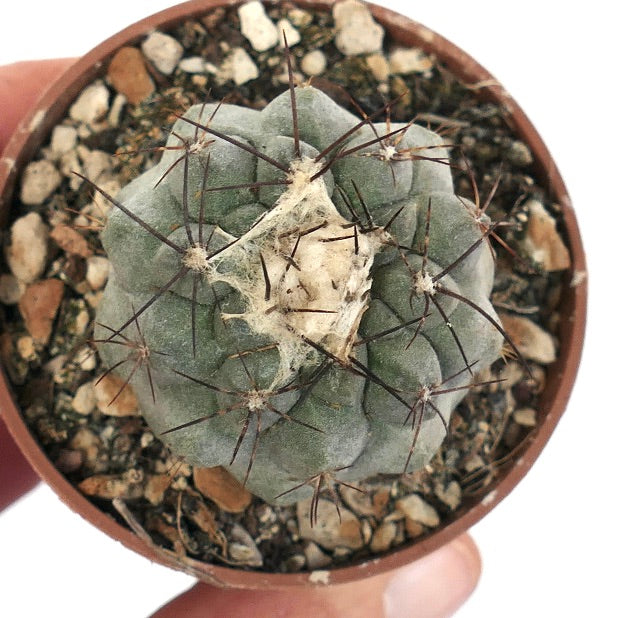 Copiapoa cinerea X hypogaea