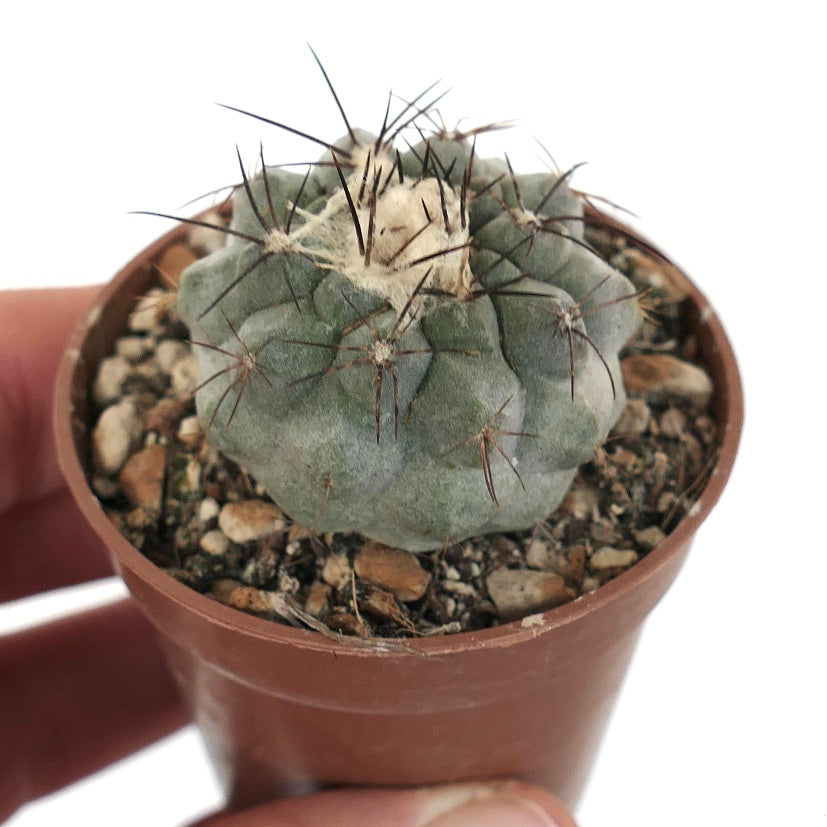 Copiapoa cinerea X hypogaea