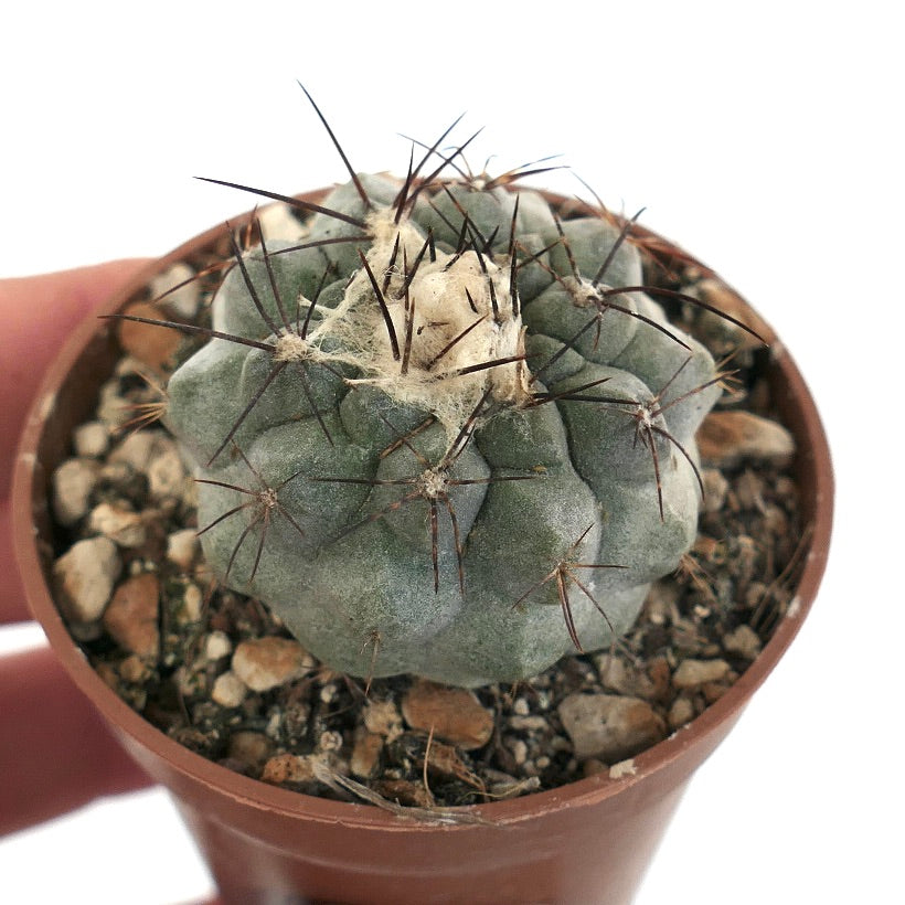 Copiapoa cinerea X hypogaea