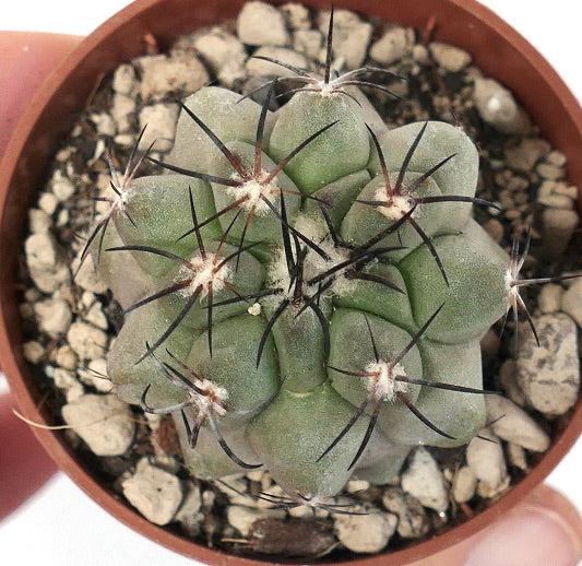 Copiapoa cinerea X alticostata CPP1