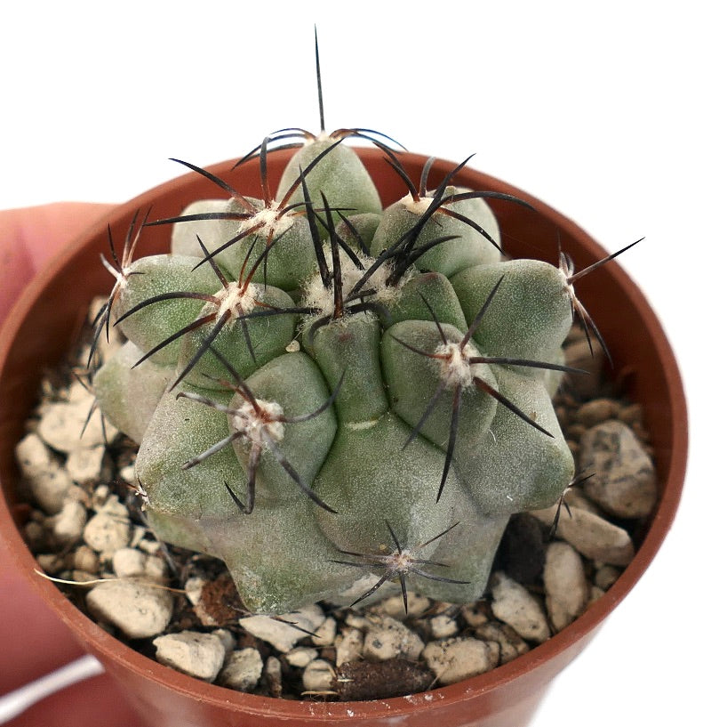 Copiapoa cinerea X alticostata CPP1