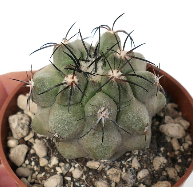 Copiapoa cinerea X alticostata CPP1