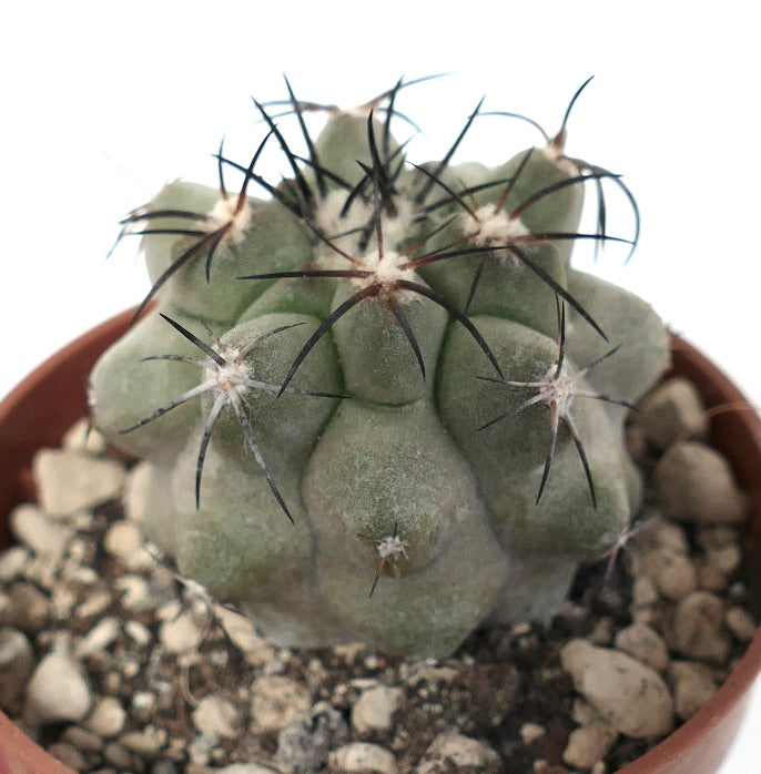 Copiapoa cinerea X alticostata CPP1