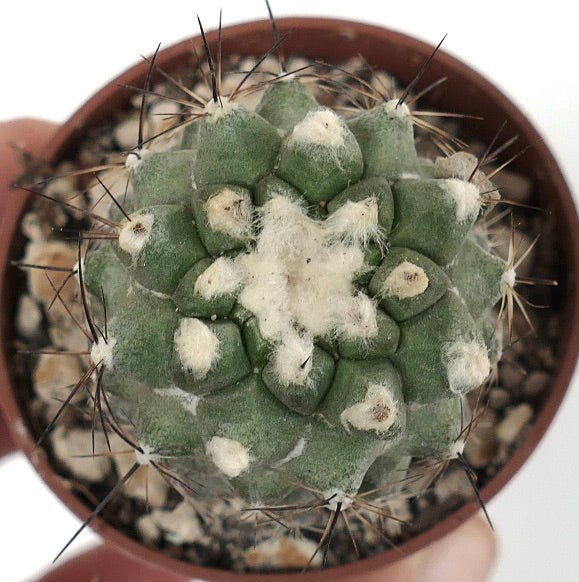 Copiapoa cinerea X fiedleriana 3HD