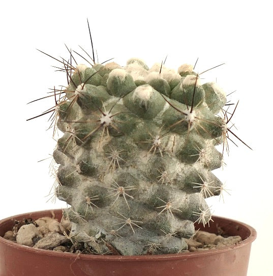 Copiapoa cinerea X fiedleriana 3HD