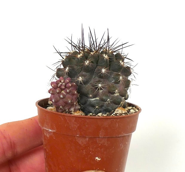 Copiapoa humilis X atacamensis 23W