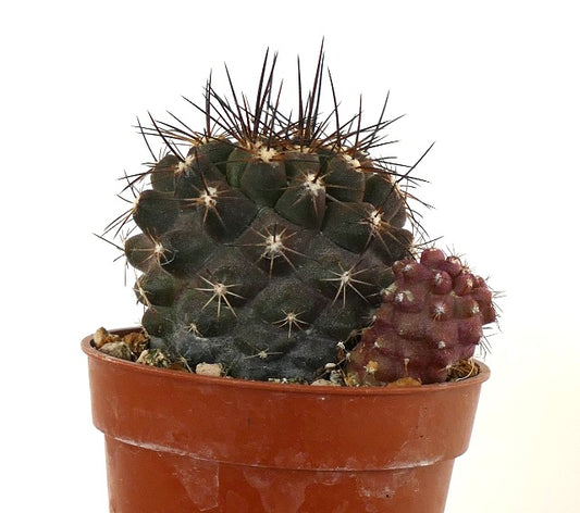 Copiapoa humilis X atacamensis 23W