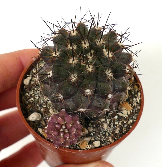 Copiapoa humilis X atacamensis 23W