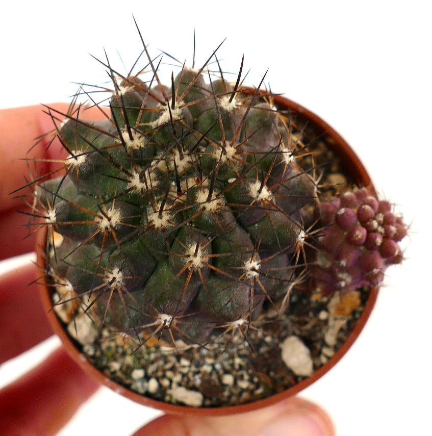 Copiapoa humilis X atacamensis 23W